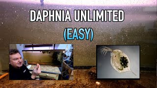 How I Raise Daphnia Water Fleas And You Can Too [upl. by Grange]