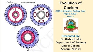 Evolution of Coelom CBCS II Semester Zoology Core [upl. by Gytle]