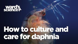 Caring and Culturing for Daphnia [upl. by Ennaitak]