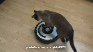 Cat shows HOW TO use iRobot Roomba Vacuum [upl. by Neil803]