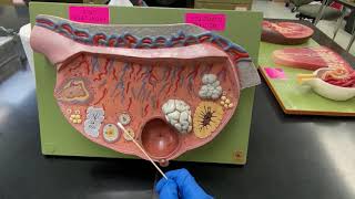 Ovary Model [upl. by Roddy]