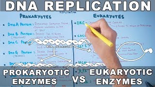 DNA Replication  Prokaryotic vs Eukaryotic Enzymes [upl. by Raasch]