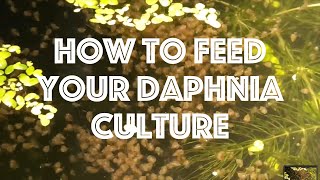 How To Feed Your Daphnia Culture [upl. by Attah362]