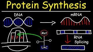 Transcription and Translation  Protein Synthesis From DNA  Biology [upl. by Enidanreb]