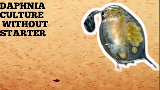 HOW TO CULTURE DAPHNIA NATURALLY WITHOUT A STARTER [upl. by Ariew]