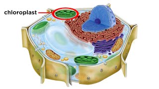 Eukaryotic Cells Part 2 Plant Cells [upl. by Nileuqay]