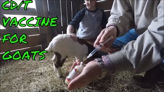 CDT Vaccine For Goats  How To Administer The Shot [upl. by Desiree]