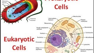 Prokaryotes vs Eukaryotes [upl. by Drwde]