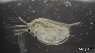 Daphnia magna under the Microscope [upl. by Messing191]