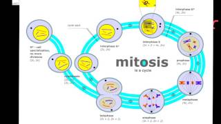 Cell Division Prokaryotic vs Eukaryotic [upl. by Bridie]