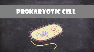 Prokaryotic Bacteria Cell Structure amp Function  Cell Biology [upl. by Eilzel]