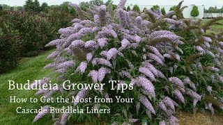 Buddleia Production Tips  Walters Gardens [upl. by Gradey]