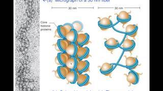 Unit1E Eukaryotic DNA Packaging Chromatin [upl. by Roxane]