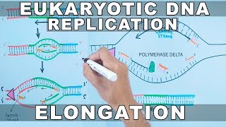 DNA Replication in Eukaryotes  Elongation [upl. by Aural]