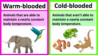 Warm blooded vs cold blooded 🤔 Types of animals  Whats the difference [upl. by Fredi]