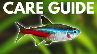 How to Care for Neon Tetras Beginner Guide [upl. by Ahsikel]