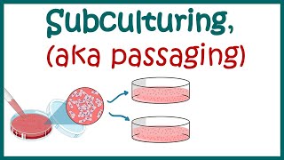 Subculturing cells  Cell culture basics [upl. by Anavoj]