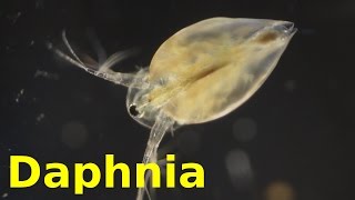 Daphnia [upl. by Ahsinit432]