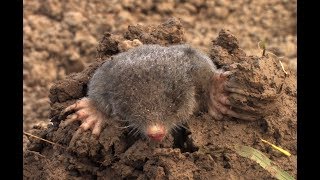 European Mole  The British Mammal Guide [upl. by Kries]