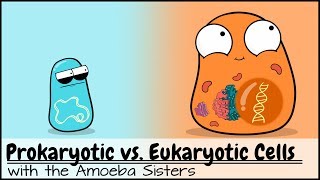 Prokaryotic vs Eukaryotic Cells Updated [upl. by Nodyarb36]