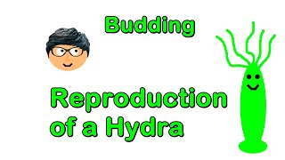 How does a Hydra Reproduce The process of Budding [upl. by Chapnick335]