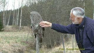 LAPPUGGLA Great Grey Owl Strix nebulosa Klipp  1 [upl. by Engvall]