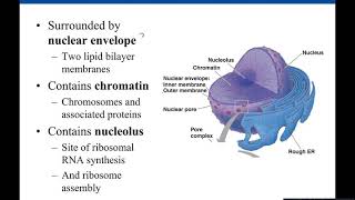 Chapter 4 Eukaryotic Cells [upl. by Chilt81]