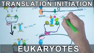 Translation Initiation in Eukaryotes [upl. by Arette962]