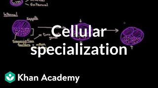 Cellular specialization differentiation  Cells  MCAT  Khan Academy [upl. by Helm151]