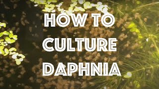 How To Culture Daphnia Magna [upl. by Ahsinirt189]