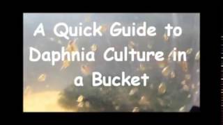 How to culture daphnia outside [upl. by Lynnette]