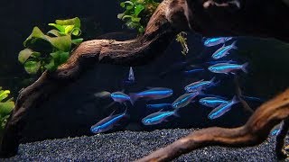 GREEN NEON TETRA CARE  Brilliant Blue Nano Fish for Aquascaping [upl. by Alamac]