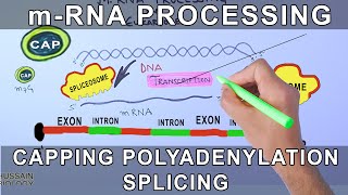 Overview of mRNA Processing in Eukaryotes [upl. by Feld]