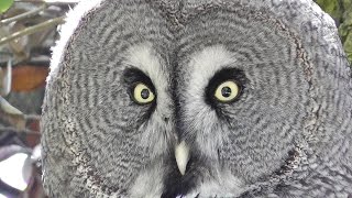 Great Grey Owl  Lappuggla Owls [upl. by Gnihc484]