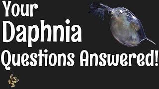 Daphnia Questions Answered [upl. by Anyrb480]