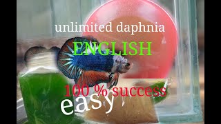 daphnia moina culture Easy way Unlimited production English  with sub Green water Chlorella [upl. by Ayet]