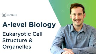 Eukaryotic Cell Structure amp Organelles  Alevel Biology  OCR AQA Edexcel [upl. by Ettesoj]