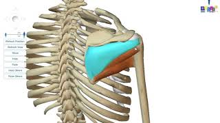 Le membre supérieur  les muscles de lépaule [upl. by Atinet]