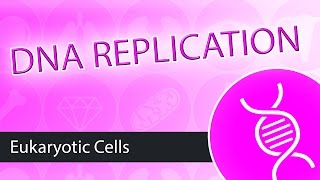 DNA Replication Eukaryotes [upl. by Eniac817]