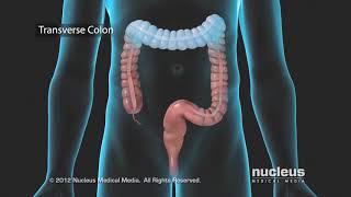 Small Intestine Structure Digestion Absorption [upl. by Eremehc]