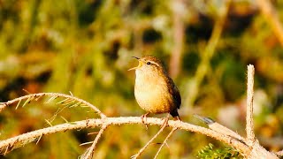 Gärdsmyg sång läte Wren singing Zaunkönig Gesang Uppland Sweden [upl. by Acyssej]