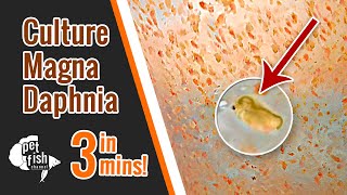 How to culture DAPHNIA MAGNA  The easy way [upl. by Haroppizt188]