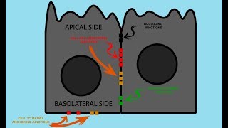 Epithelial Cell JUNCTIONS [upl. by Iturk833]