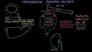 Métabolisme phosphocalcique  Docteur Synapse [upl. by Simara825]