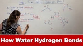 How Water Forms Hydrogen Bonds [upl. by Garnet]