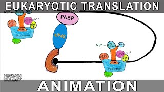 Eukaryotic Translation Animation [upl. by Abbey941]