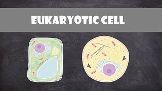 Eukaryote Cell Structure and Function  Cell Biology [upl. by Fabio]