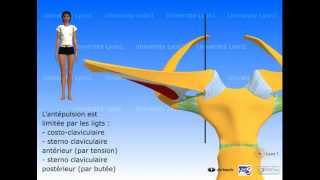 Lépaule  articulation sternocostoclaviculaire [upl. by Esojnauj]