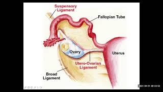 Transverse section  TS  of ovary of hibiscus flower [upl. by Atila]