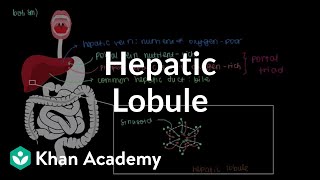 Hepatic lobule  Gastrointestinal system physiology  NCLEXRN  Khan Academy [upl. by Giuditta682]